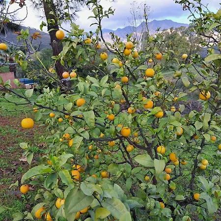 La Dacha